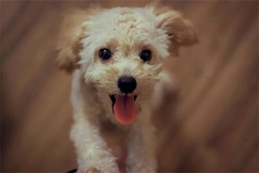 ProHeart 12: A Solução Definitiva Contra Dirofilariose Canina