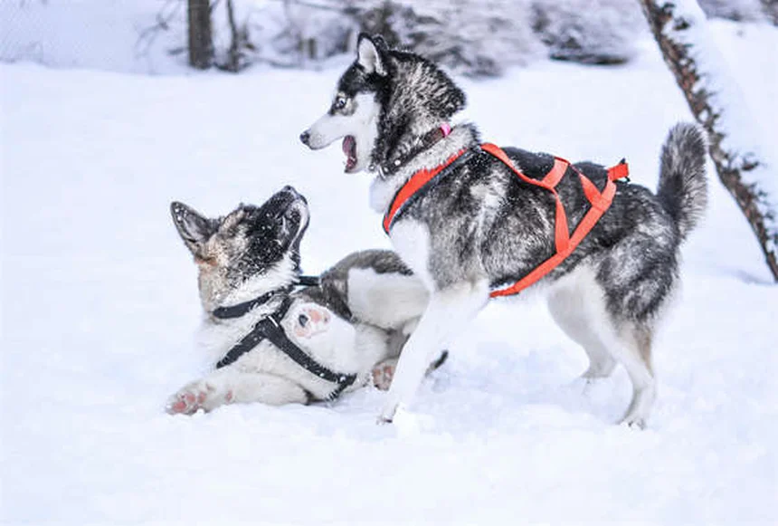 Cachorros riem? Descubra como seu cão expressa alegria!