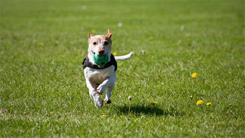 Como eliminar pulgas naturalmente em casa e proteger seu pet