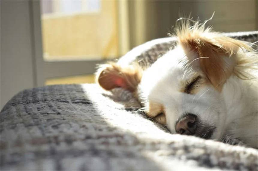 Como eliminar pulgas naturalmente em casa e proteger seu pet
