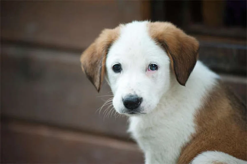 Seguro para animais de estimação 2025: preços e como economizar