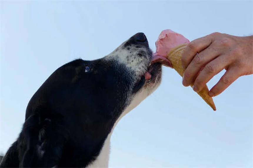 Seguro para animais de estimação 2025: preços e como economizar