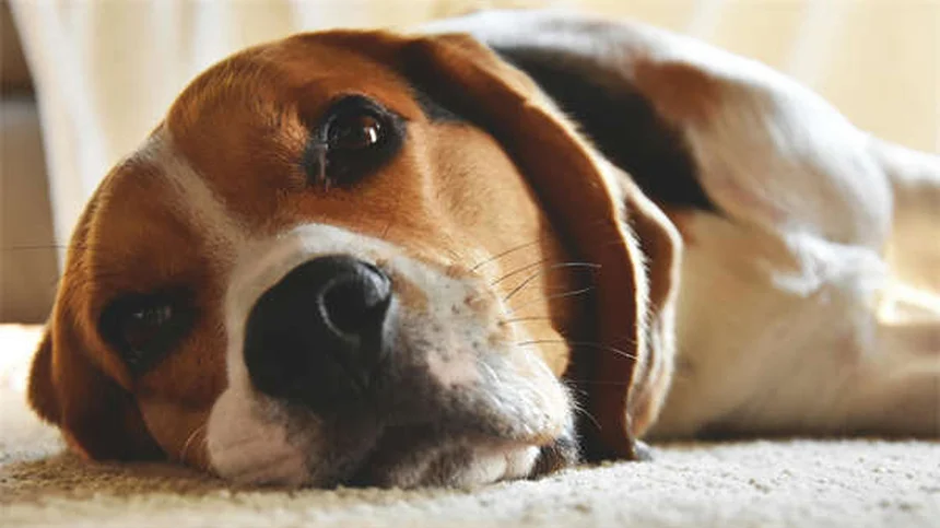 Como escovar os dentes do seu cão e gato: Guia completo para donos