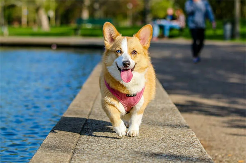 Como saber quando é hora de sacrificar seu cachorro? Guia completo