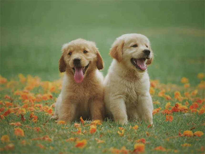 Como saber quando é hora de sacrificar seu cachorro? Guia completo