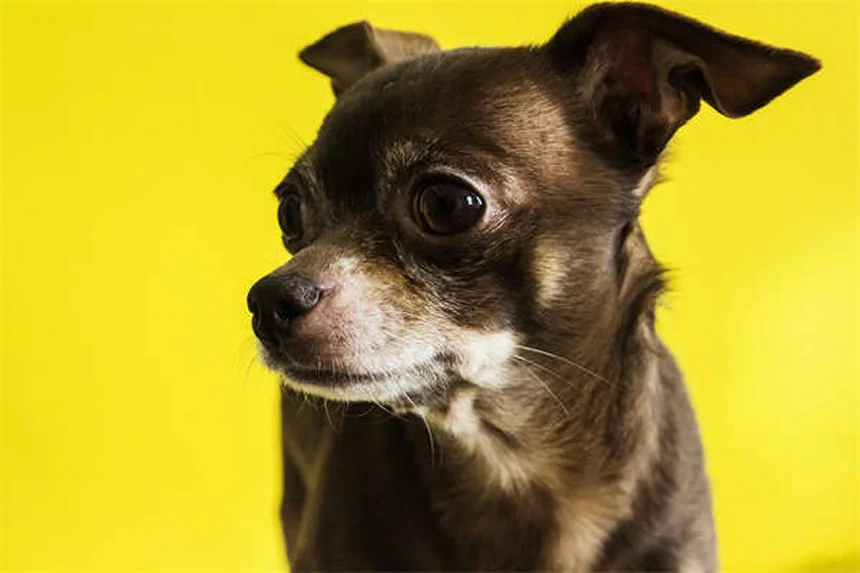 Vetmedin para Cães: Como Funciona e Quando Usar