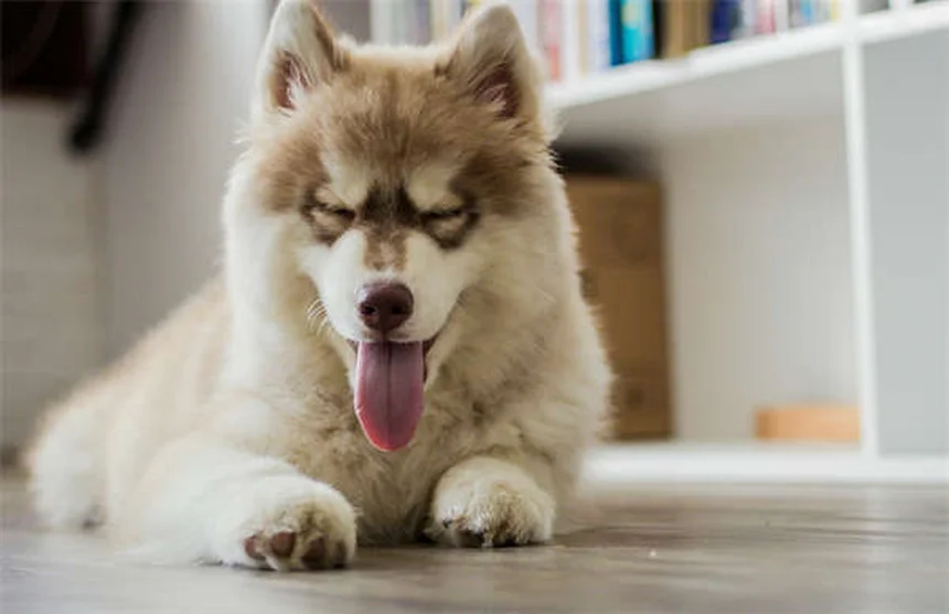 Vetmedin para Cães: Como Funciona e Quando Usar