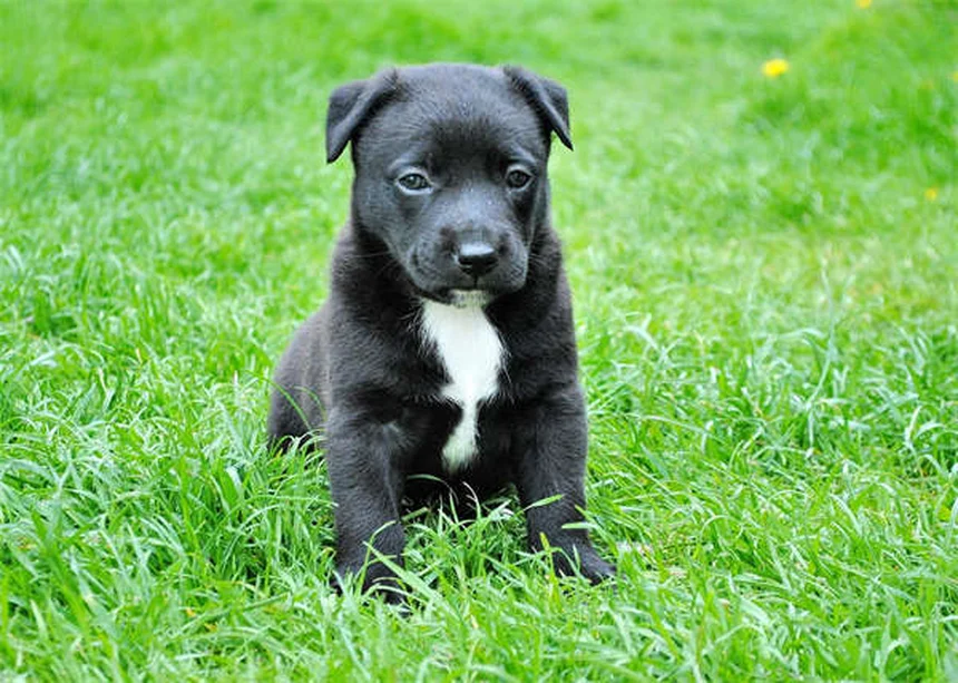 Vetmedin para Cães: Como Funciona e Quando Usar