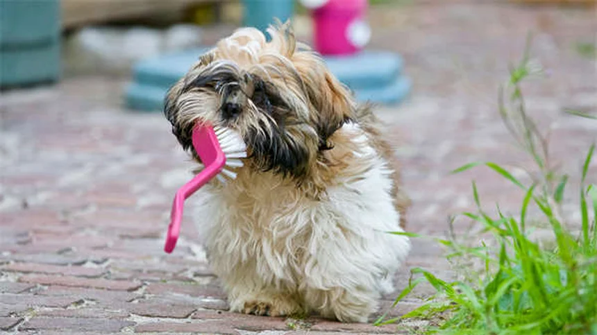Vetmedin para Cães: Como Funciona e Quando Usar