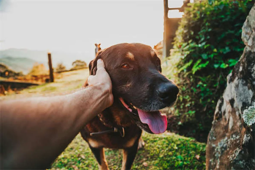 7 Erros Comuns no Banho do Seu Pet Que Você Precisa Evitar