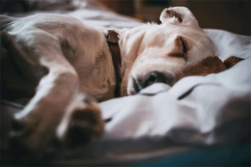 7 Erros Comuns no Banho do Seu Pet Que Você Precisa Evitar