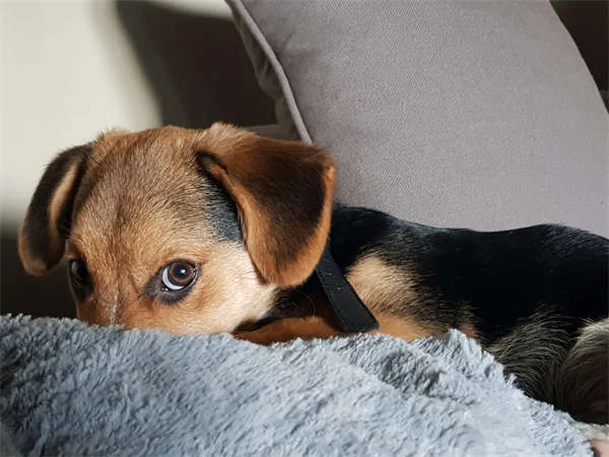 10 benefícios incríveis de caminhar com seu pet todos os dias