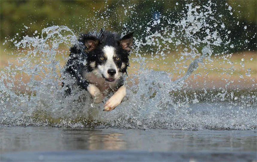10 benefícios incríveis de caminhar com seu pet todos os dias
