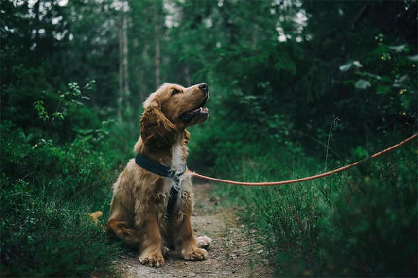 10 benefícios incríveis de caminhar com seu pet todos os dias
