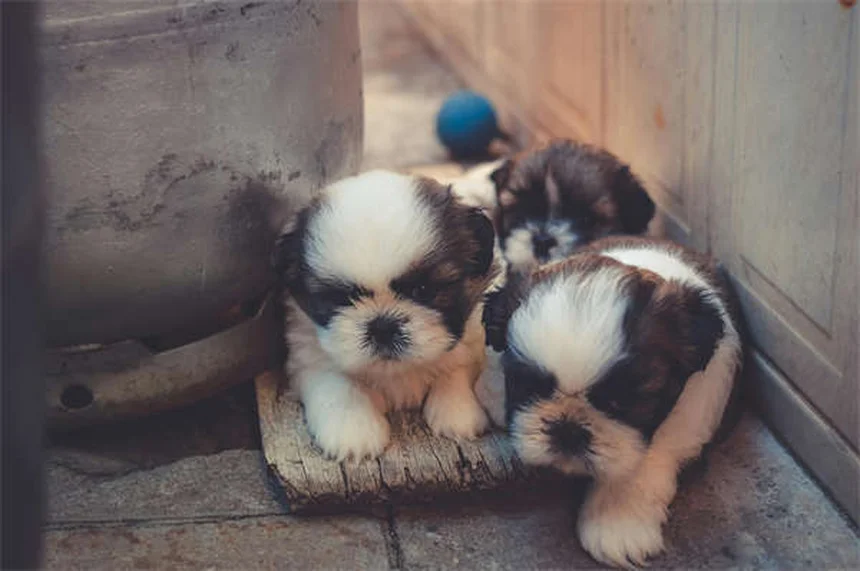Cães se contorcendo no sono: normal ou motivo de preocupação?