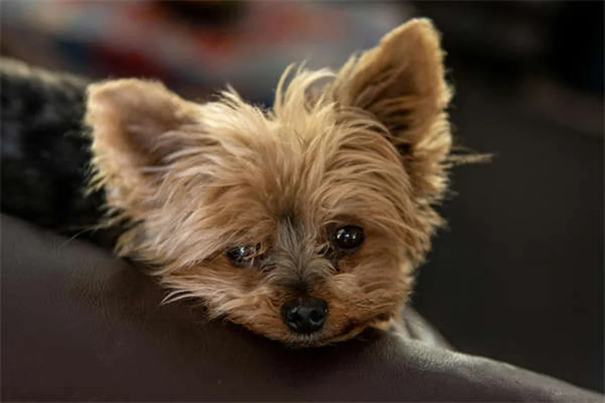 Cães se contorcendo no sono: normal ou motivo de preocupação?