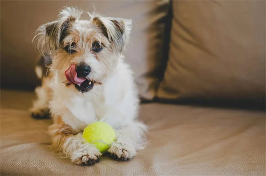 5 Perigos do Inverno para Seu Cão: Como Proteger Seu Pet do Frio
