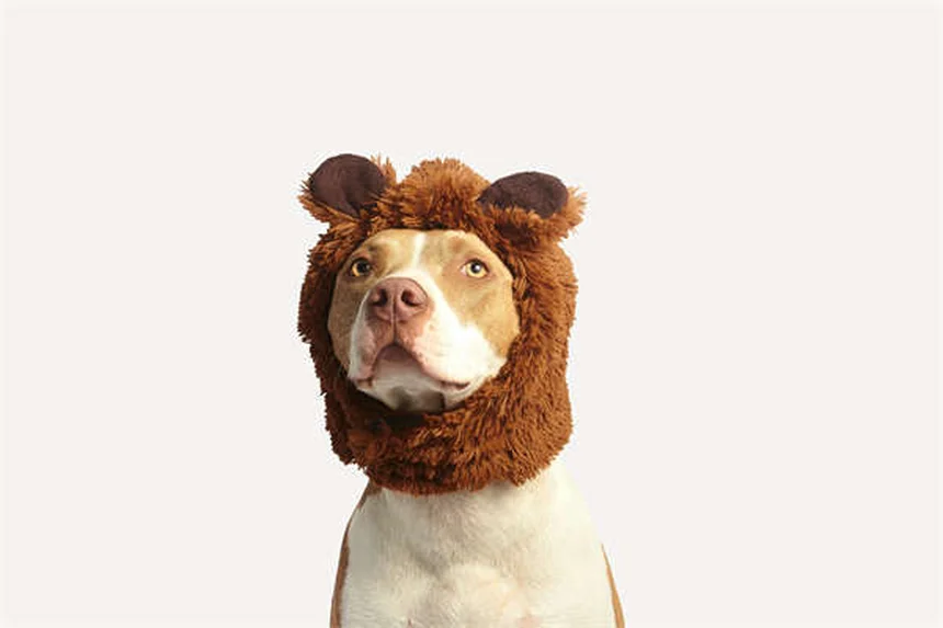 5 Perigos do Inverno para Seu Cão: Como Proteger Seu Pet do Frio