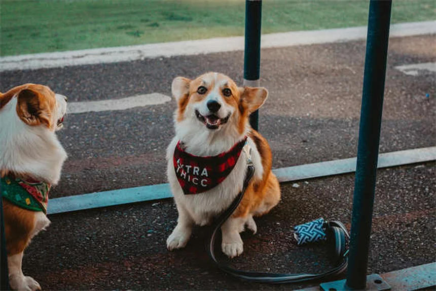 Com que frequência levar seu cachorro ao veterinário? Guia completo