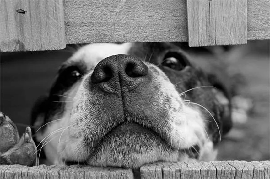 Cães podem pegar resfriado? Descubra os sintomas e como proteger seu pet