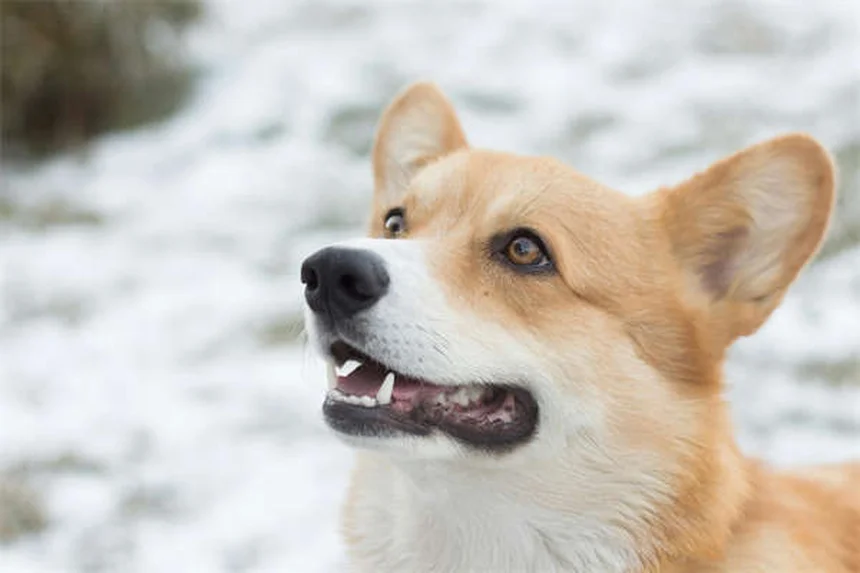 Quanto Custa Adotar um Cachorro em Portugal? Preços e Vantagens