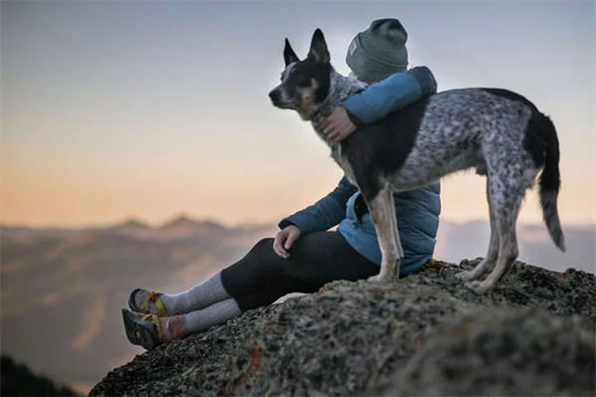 Quanto Custa Adotar um Cachorro em Portugal? Preços e Vantagens