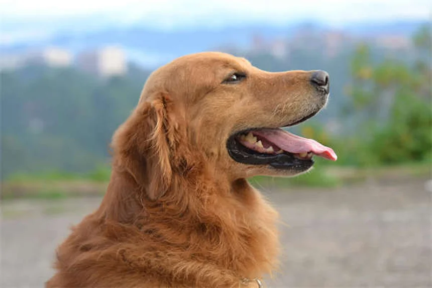 Cães sem pelo: 7 cuidados essenciais que você precisa saber