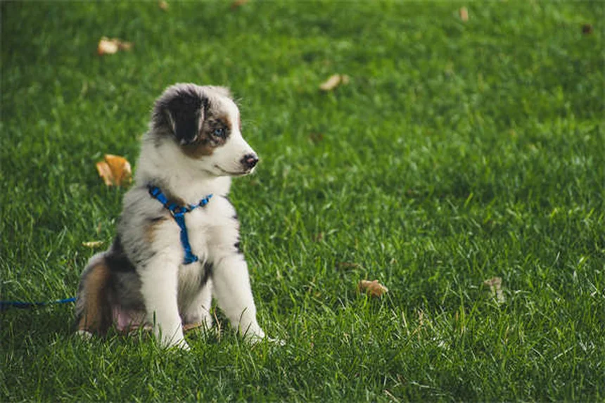 4 Doenças graves que as pulgas podem transmitir a você e seu pet