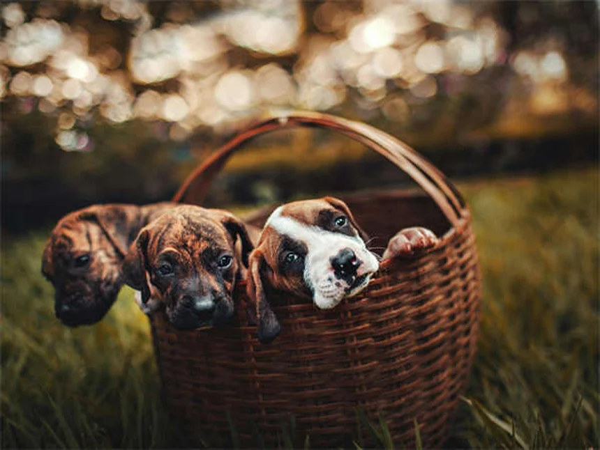 4 Doenças graves que as pulgas podem transmitir a você e seu pet