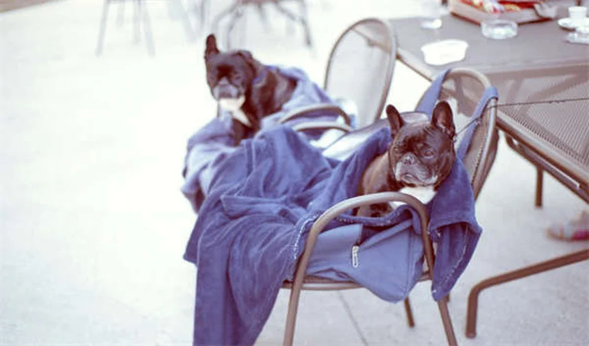 Dirofilariose em Cães: Tudo o que Você Precisa Saber Sobre Verme do Coração